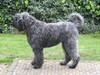 Bouvier Bouvier