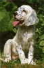 Engelse Setter Engelse Setter