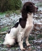 Engelse Springer Spaniel