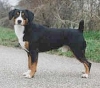 Entlebucher Sennenhond Entlebucher Sennenhond