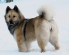 Eurasier Eurasier