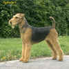 Airedale Terrier Airedale Terrier