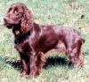 Field Spaniel Field Spaniel