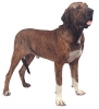 Fila Brasileiro Fila Brasileiro