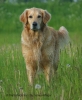 Golden Retriever Golden Retriever