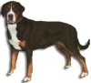 Grote Zwitserse Sennenhond Grote Zwitserse Sennenhond