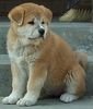 Akita Inu Akita Inu