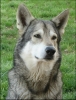 Saarloos Wolfhond Saarloos Wolfhond