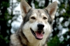 Saarloos Wolfhond Saarloos Wolfhond
