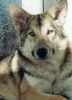 Saarloos Wolfhond Saarloos Wolfhond