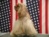 Amerikaanse Cockerspaniel Amerikaanse Cockerspaniel