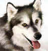 Alaskan Malamute