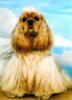 Amerikaanse Cockerspaniel Amerikaanse Cockerspaniel