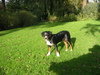 Appenzeller Sennenhond Appenzeller Sennenhond