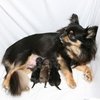 Chihuahua Chihuahua