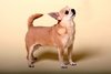 Chihuahua Chihuahua