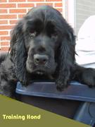 http://www.traininghond.nl