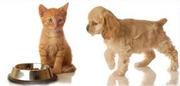 http://dieren.web-winkel.net
