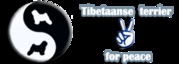 Tibetaanse terriër forum
