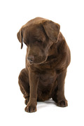 http://www.dogwish.nl