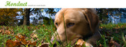 http://www.hondnet.nl/forum