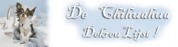 http://chihuahuadekreutjes.webklik.nl/