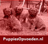 http://www.puppiesopvoeden.nl