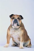 http://www.brigadierdog.nl