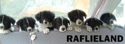 http://raflieland.blogspot.com/2011/12/apporteersport.html