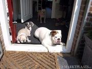 http://www.doggiespalace.nl