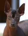 http://www.chiennoble.com