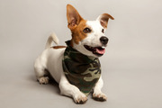 http://www.hondenbandana.nl
