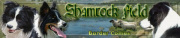 http://www.bordercolliekennel.nl