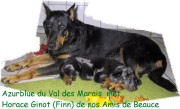 http://www.beauceronpuppies.nl