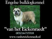 http://www.engelsebulldog.eu