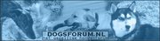 http://ww.dogsforum.nl