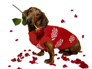 http://www.cisonline.nl/ViewShop.asp?ShopId=43