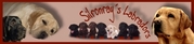 http://www.freewebs.com/silronrays/
