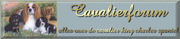 http://www.cavalier-forum.nl