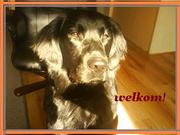 http://http://hethondenmekka.forum2go.nl/index.php