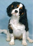http://cavalierkingcharles.come2me.nl
