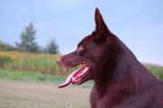 http://www.kelpie.nl.tp