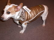 http://www.binkysdogshop.com