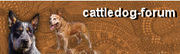 http://www.cattledog-forum.nl