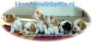 http://www.hondenwinkeltje.nl