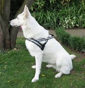 http://www.tamikodog.nl