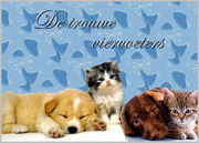 http://www.demaltezerclub.forums-free.com/