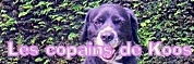 http://copainsdekoos.weebly.com