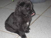 honden foto van eric