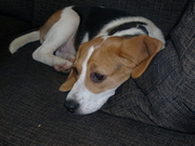 Honden Forum: Hoe krijg ik mijn hond zindelijk ?